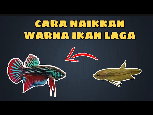 Wild Imbellis Betta Fish Ikan Laga Ikan Cupang Ikanlaga Cupang Betta Wildimbellis Youtube