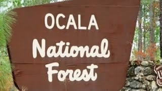 Ocala National Forest (Florida, USA)