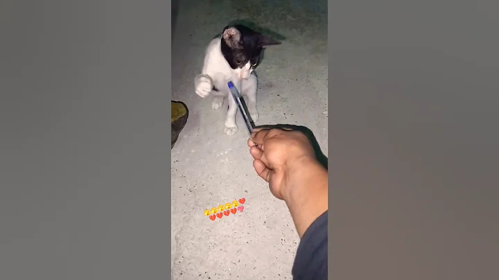 Watch the video about Cut cat 🐈😺#cute #cat #song