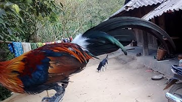 Qaib qus 100% - gà rừng rặc tơ