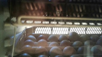 Arduino kuluçka incubator part2