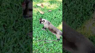 A Mia não tava passeando… tava investigando#gatosfofos #vidadegato #comportamentofelino #gatocurioso