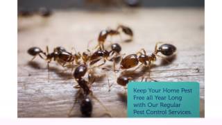 OCP Termite & Pest Control Company in Visalia