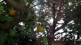 El Arbol De Los Tres Frutos