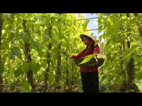 Video Sông nước - Miệt vườn : Làng trầu Vị Thủy - Một góc... - youtube
