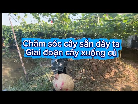 Caring For Cassava Plants During The Tuber Stage JUST DO 1 THING AND THE ROOTS WILL GROW UNEXPE 