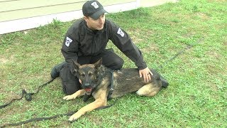 K-9 units get hands-on training at annual workshop