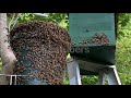 Enjambre de abejas llegando a una trampa