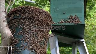 Enjambre de abejas llegando a una trampa