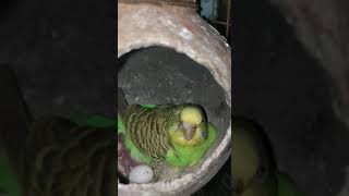 bird hatching eggs #budgies #birdslover #trending #lovebird #youtubeshorts #metotametota