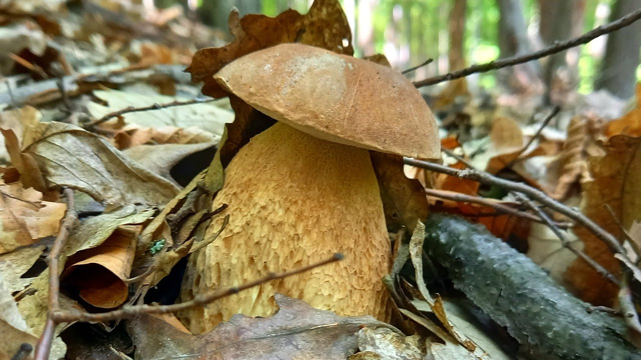 Dubák nájdený z auta, prišiel som do raja? Hríby huby houby grzyby.