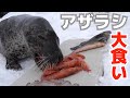 【大食い】アザラシに海鮮あげてみたら予想外の結果に！？Which food does seal like?