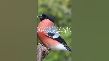 ولقد اتينا لقمان الحكمه سوره لقمان القارئ ياسر الدوسري#لايك