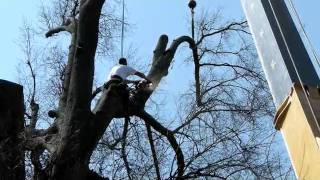 Robinson Tree Service Large Tree Removal