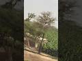 Long drive - Super Madina Matiari #weather #seagulls #youtubeshorts #kanwalzeeshan