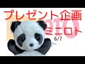 6/7ミニロト当たったらプレゼント企画のエントリー動画