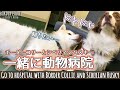 動物病院で緊張するボーダーコリーと実家のシベリアンハスキー/ Border collie and Siberian husky nervous at animal hospital