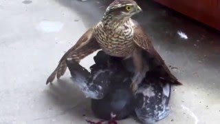 Overlast Van Roofvogels Beperken Deel 2 Van 3 Dutch Only