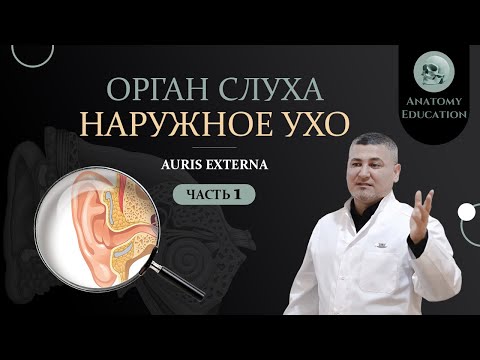 видео: Орган слуха. НАРУЖНОЕ УХО / AURIS EXTERNA