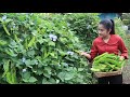 Countryside life TV: Winged beans is  a high protein crop, I collect them for my recipe