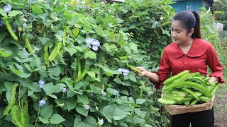 Countryside life TV: Winged beans is  a high protein crop, I collect them for my recipe