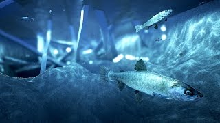 Fish  v1.0
