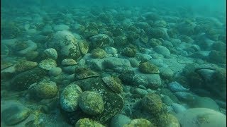 Epic Paua (Abalone) Bed