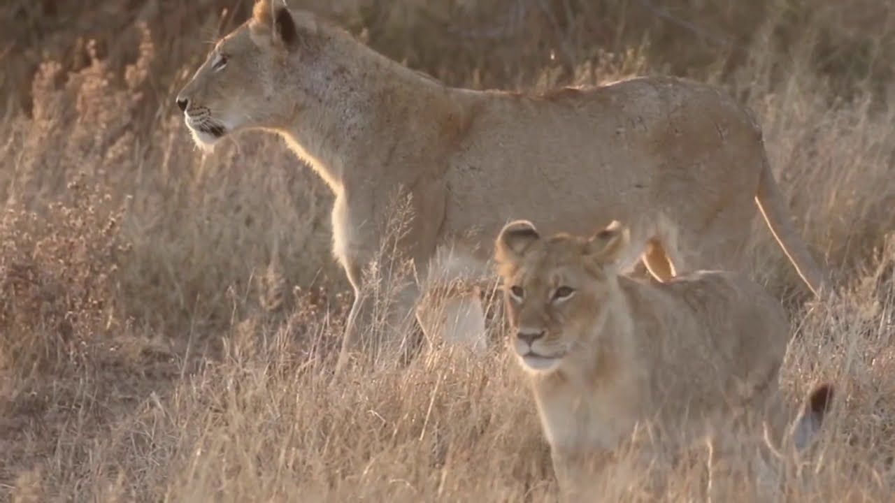 Tsalala Lioness And Cub