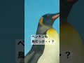 いつか大空へ!キングペンギン【新江ノ島水族館】空飛ぶペンギン #Shorts Penguin Japan
