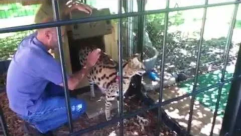 Video 1015201: african serval pet