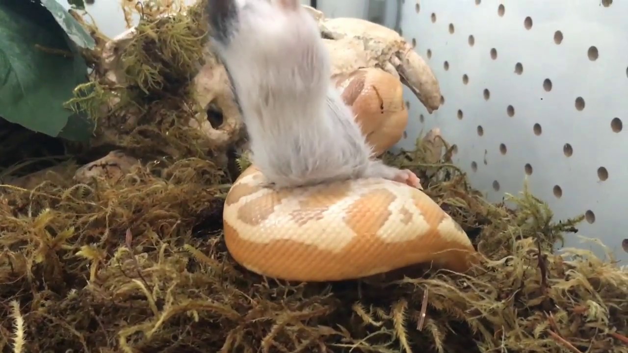 T+ Albino Blood Python Eating - YouTube