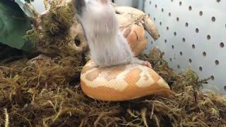 T+ Albino Blood Python Eating