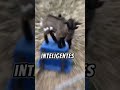 cabras juguetonas #animales #cabras #mascotas #fauna #juguetonas #shorts