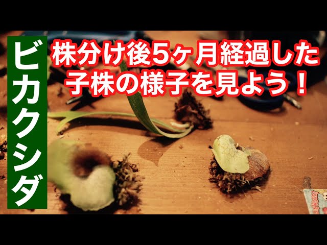 ビカクシダ】株分けした子株のその後の様子 コウモリラン /板付け