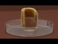Osmosis Experiment Quiz