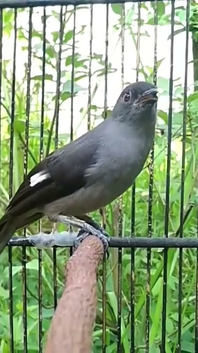 Masteran Paling Dicari Burung Murai Air Gacor