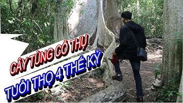 DU LỊCH NAM CÁT TIÊN - KHÁM PHÁ CÂY TÙNG CỔ THỤ VÀ CÂY BẰNG LĂNG 6 NGỌN I PHONG TV