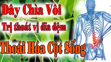 Cây Chìa Vôi - Vị thuốc trị thoát vị đĩa đệm, thoái hóa cột sống hàng tốt nhất