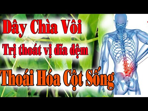Video Cây Chìa Vôi - Vị thuốc trị thoát vị đĩa đệm, thoái... - youtube