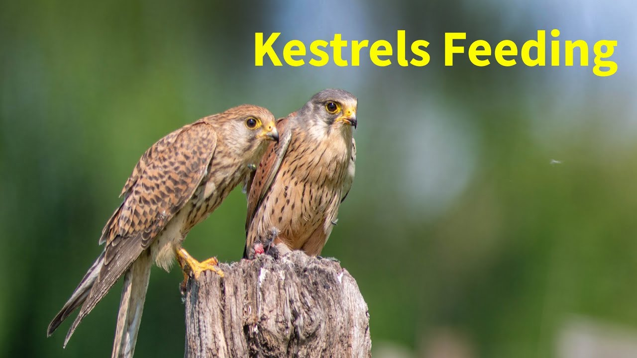 camera iphone 8 plus apk Kestrels Feeding in Lincolnshire