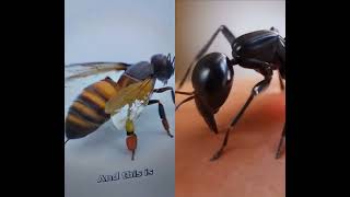 how does an ant bite differently than a honey bee #collab #ants #facts