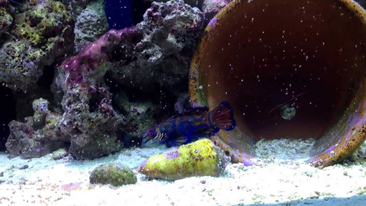 Mandarin Dragonets trained to eat frozen food