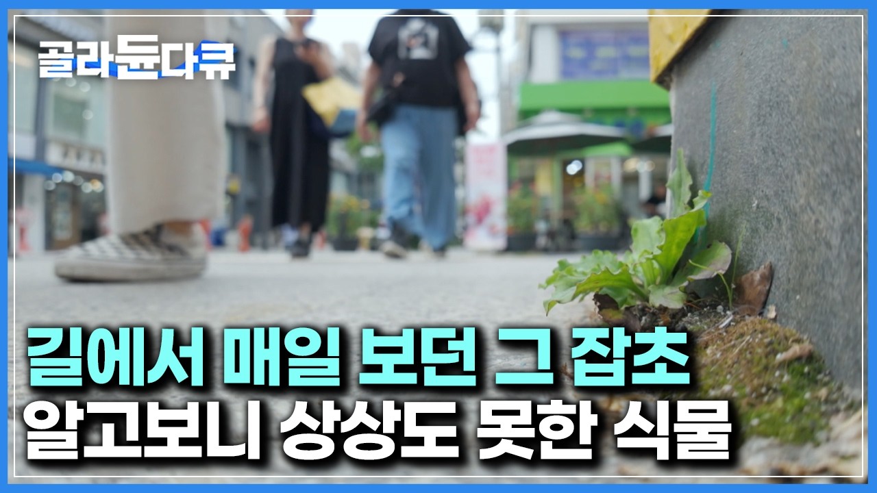 드러누워 매일 짓밟히던 그 잡초가 알고보니 엄청난 위력을 가진 식물이었다|다큐프라임|#골라듄다큐