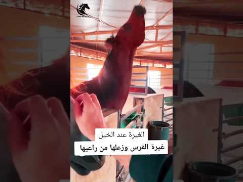 شاهد غيرة الفرس وزعلها من راعيها