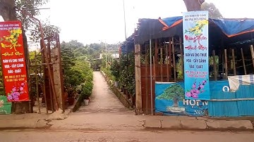 Mặt tiền vuờn ông Trương, quất cảnh, đào cảnh, bon sai, non bộ,... Tết 2019 kỷ hợi