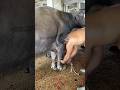 Extreme Animal Handling 😱 Skilled Worker Controls Giant Buffalo #shortsfeed #meatmarket #ytshorts