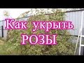 Как укрыть розы. (26.10.2016)