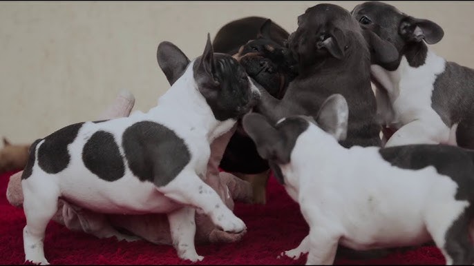 The 15 Best French Bulldog Toys - TomKings Kennel