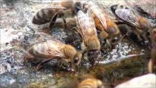 Animal Collective - Bees - Music Video