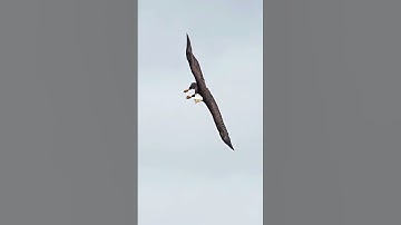 part 63/types of egal in the world